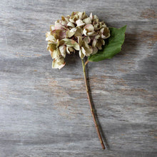 Load image into Gallery viewer, Hydrangea Stem- Dusk
