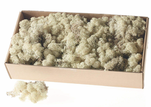 Reindeer Moss