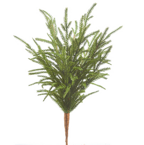 Norfolk Pine Pick