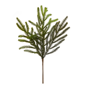 Balsam Fir Pick